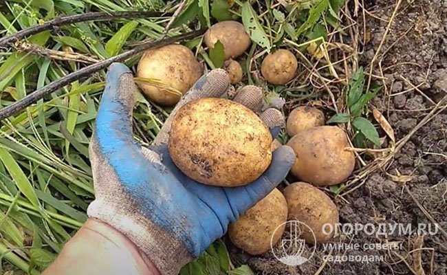 Кусты довольно компактные, но способны сформировать до 20 картошин в гнезде