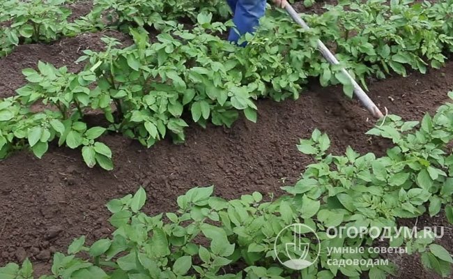 Прополка и окучивание – важные агротехнические приемы в борьбе с болезнями и вредителями картофеля