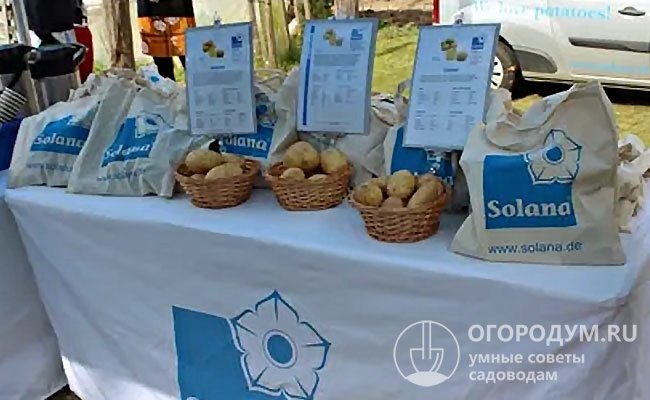 Среди картофельных сортов, представленных компанией «Солана», на российском рынке высоким спросом пользуются также «Розара» и «Королева Анна»