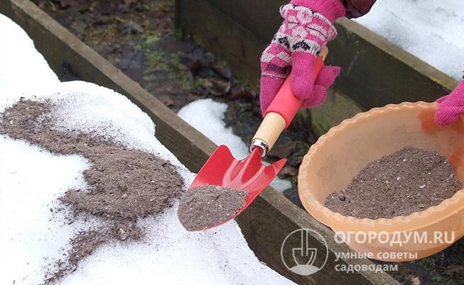Рассыпая весной золу по снегу, можно ускорить его таяние и обогатить почву питательными веществами
