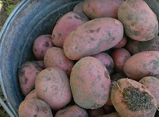 Картофель «Роко»: описание сорта, фото и отзывы