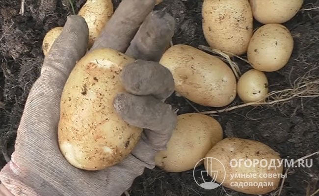Особое внимание следует уделять предупреждению поражения корнеплодов во время уборки, особенно если картофель не полностью вызрел