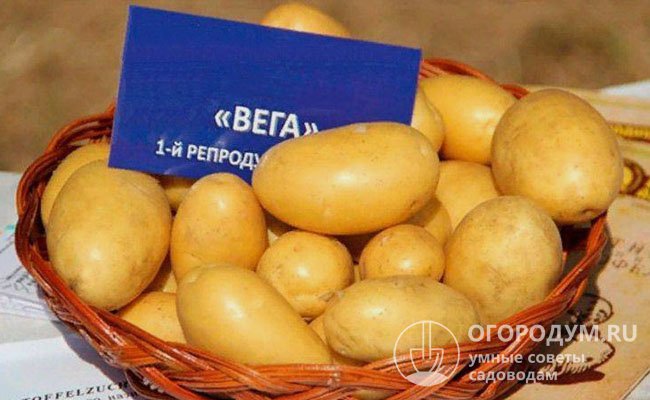 Для уверенности в качестве посадочного материала семенной картофель лучше приобретать у официальных представителей «Норики»