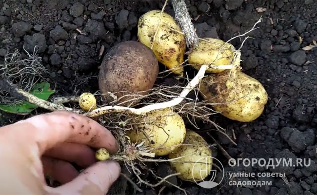 От момента посадки до сбора основного урожая проходит 55-65 дней, подкапывать молодую картошку начинают уже с 35-го дня после всходов
