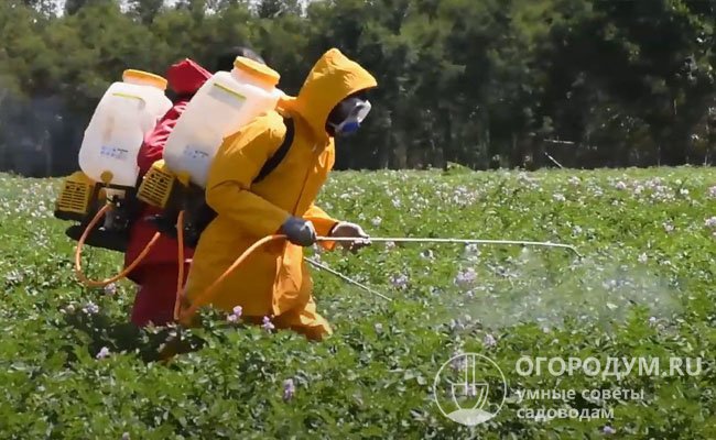 На больших площадях для защиты от вредителей проводят обработки инсектицидами, в личных хозяйствах жуков, как правило, собирают вручную
