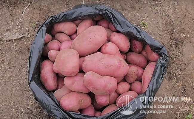 Картофель великан описание сорта. Картофель великан. 13 Кг картошки это. 500 Килограмм картофеля фото. 60 Кг картофеля.