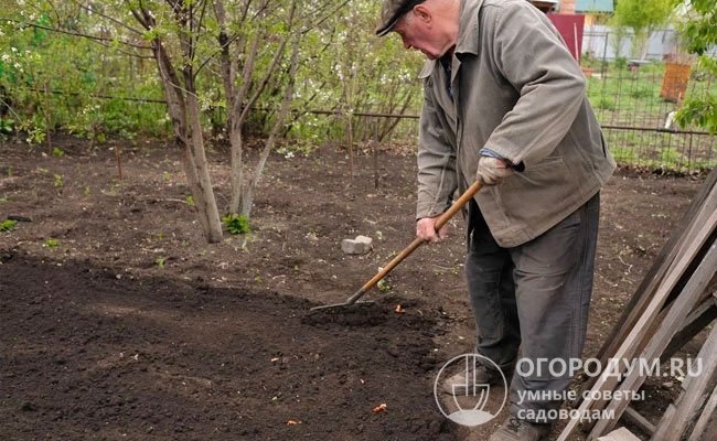 На легких почвах весной можно ограничиться рыхлением или боронованием
