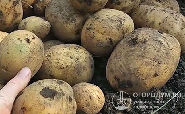 Картофель сорта Вымпел: характеристики, посадка и отзывы в садоводстве