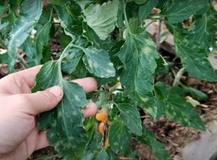 Кладоспориоз томатов: причины и лечение