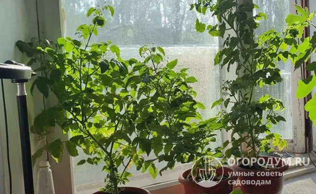 Бурая пятнистость часто появляется и на листве помидоров, выращиваемых на подоконнике в домашних условиях
