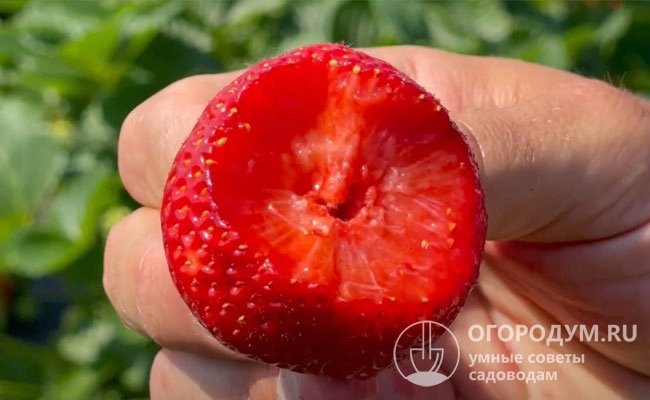 По данным белорусского Госреестра, дегустационная оценка свежих плодов – 4,6 по 5-балльной шкале