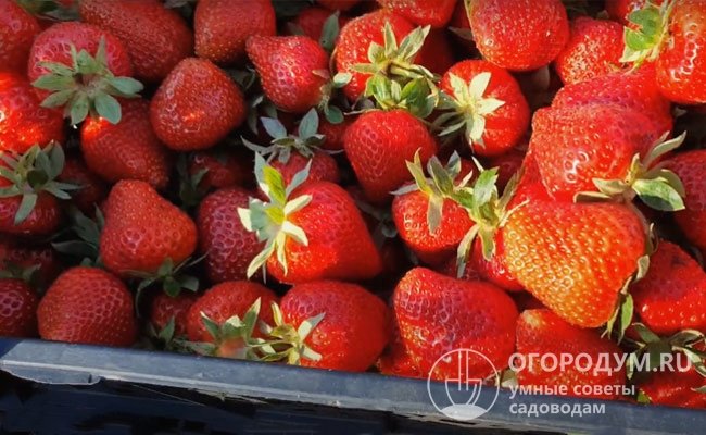 При благоприятных условиях кусты способны приносить по 0,8-1,1 кг ягод
