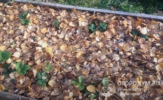 Для утепления земляничных грядок нередко используют опавшую листву