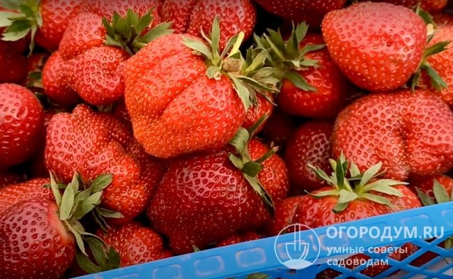 Крупная, сладкая, ароматная ягода пользуются высоким спросом у потребителей