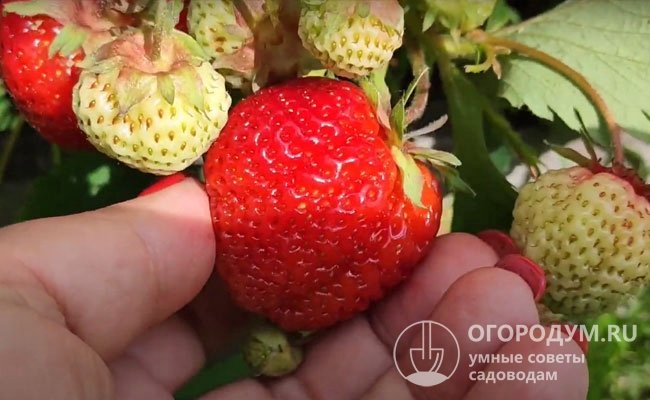 В отличие от многих раннеспелых сортов (например, «Хоней»), уже к первым сборам крупные ягоды успевают накопить большое количество сахаров