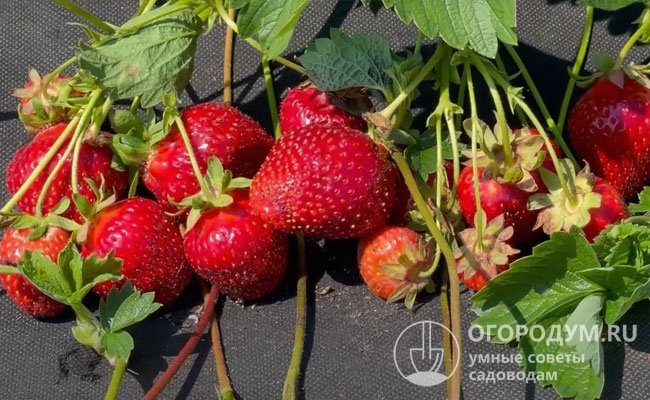 Высокопродуктивные сорта, дающие крупную ягоду, особенно нуждаются в питательных веществах