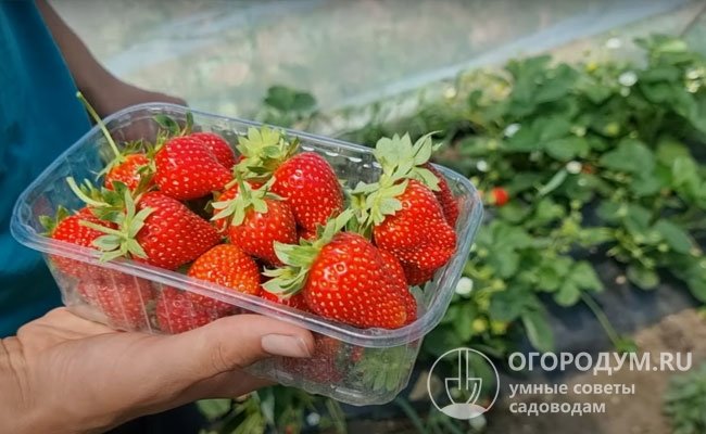 В жару посадки рекомендуют притенять, чтобы не допустить ухудшения качества ягод и свойств пыльцы