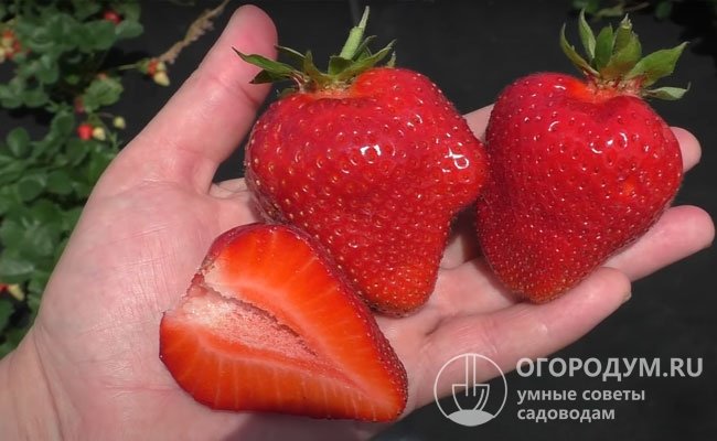 С куста за сезон можно получить в среднем от 1,1 до 1,5 кг выровненных по размеру ягод