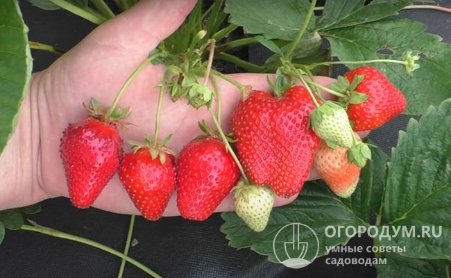 «Прими» называют «гигантом»: при хорошем питании и благоприятных условиях вес ягоды может достигать 100-120 г