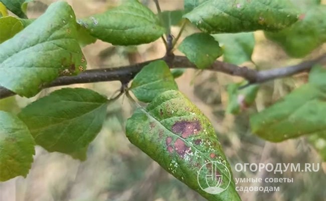 Коричневые пятна на листьях яблони: причины появления, лечение, фото