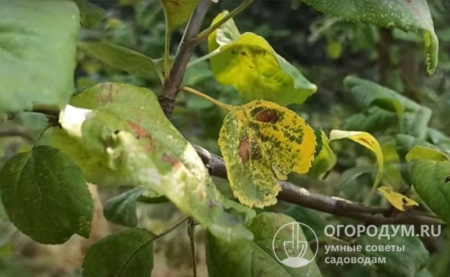 Коричневые пятна на листьях ��блони: причины появления, лечение, фото