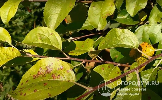 На деревьях, перекормленных удобрениями, также могут проявляться обесцвечивание и изменения в окраске листвы