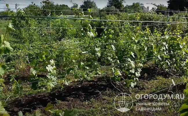 Поддержание на винограднике черного пара (глубокая перепашка междурядий весной или осенью) помогает уберечь саженцы от милдью