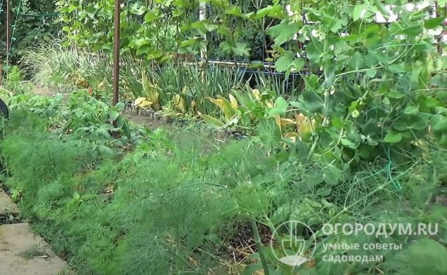 В целях профилактики грибковой инфекции опытные садоводы рекомендуют поблизости от виноградника высевать укроп