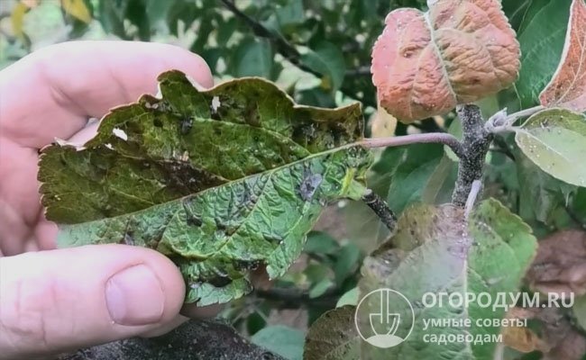 Монилиальная плодовая гниль наиболее активно развивается на деревьях, зараженных паршой