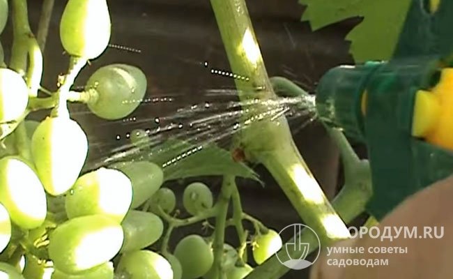 Народные средства на винограднике применяют до 5 раз за сезон