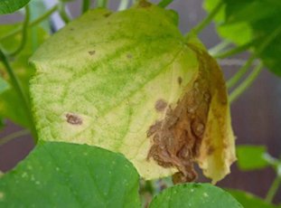 Пятна на листьях огурцов: причины и лечение