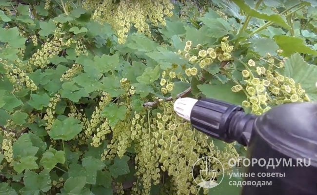 Для лучшего завязывания ягод проводят опрыскивание по листве раствором борной кислоты
