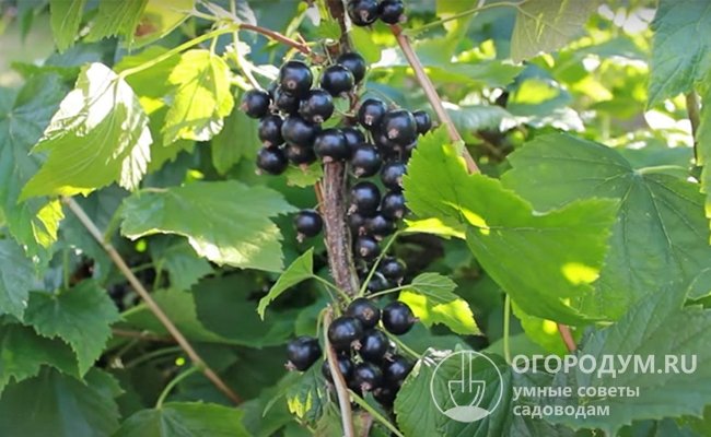 «Перун» пользуется популярностью у садоводов, высоко оценивших вкусовые качества и насыщенный аромат ягод
