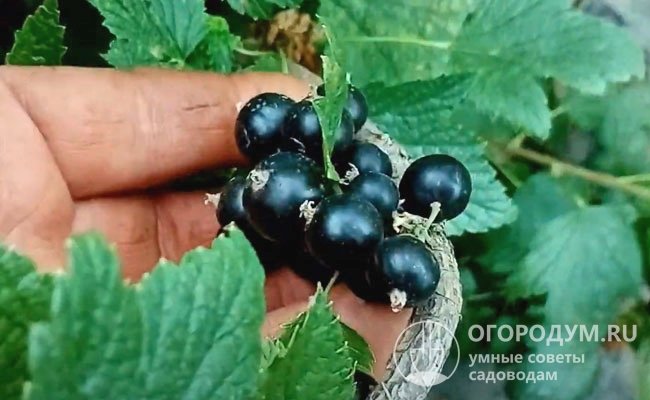 Спелые ягоды с сухим отрывом, не склонны к осыпанию, что позволяет собирать урожай механизированным способом