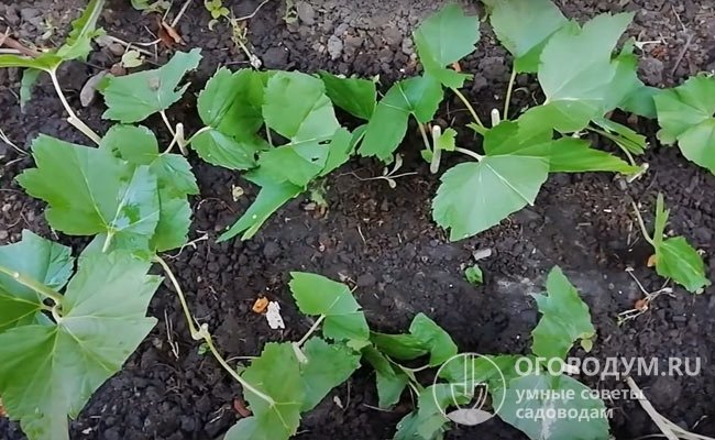 Следует учитывать, что корни образуются у 50-90% зеленых черенков в зависимости от сорта и факторов внешней среды, особое значение имеет контроль влажности почвы