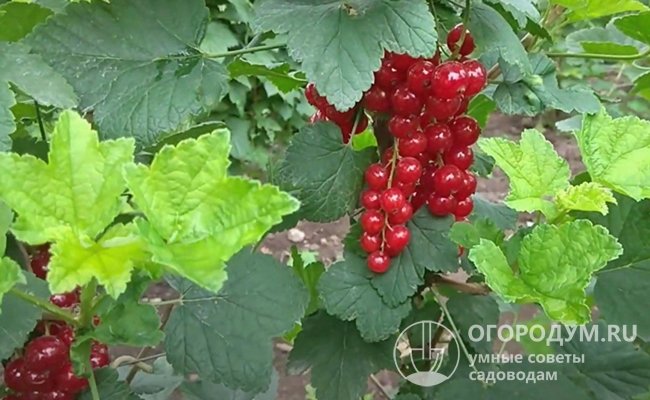 Сорт ценится за зимостойкость и устойчивость к болезням, высокую урожайность и качество ягод