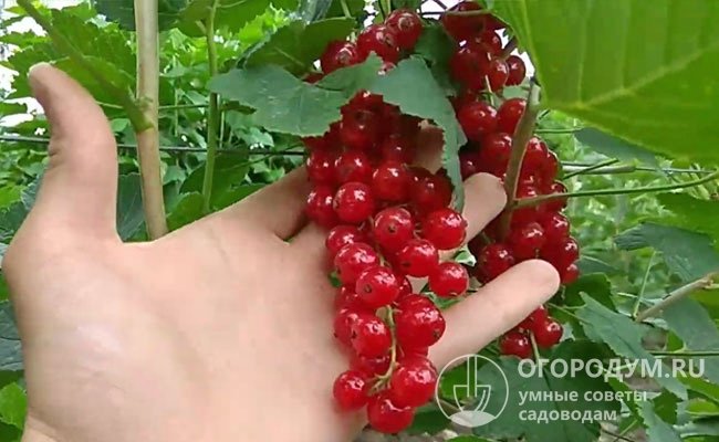 Сорт универсального назначения: ягоды хорошо подходят для употребления в свежем виде и для всех способов переработки