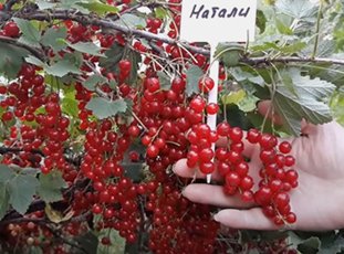 Смородина красная «Натали»: описание сорта, фото, отзывы садоводов