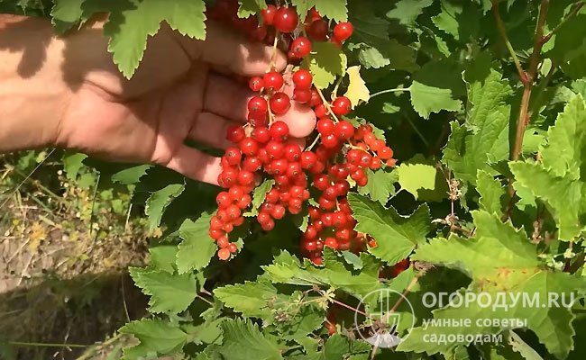 В российских условиях средняя урожайность составляет 10,5-11,3 т/га, со взрослого куста возможно получение до 10-12 кг плодов