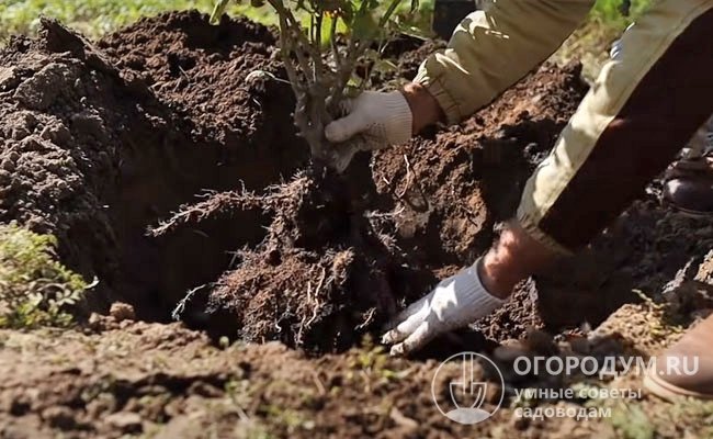 Чтобы стимулировать формирование мощной корневой системы и активное кущение шейку саженца заглубляют на 6-8 см от поверхности почвы
