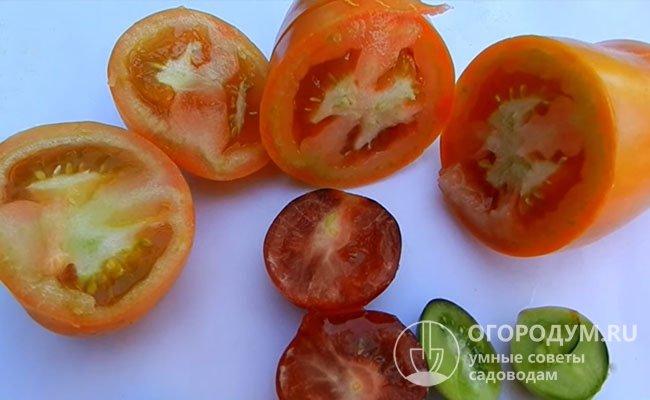 Столбур томатов: фото, признаки, лечение заболевания