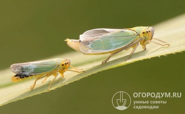 На фото цикадка зеленая (Cicadella viridis) – основной переносчик возбудителя фитоплазмоза томатов