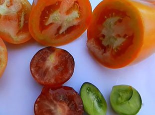 Столбур томатов: причины и лечение