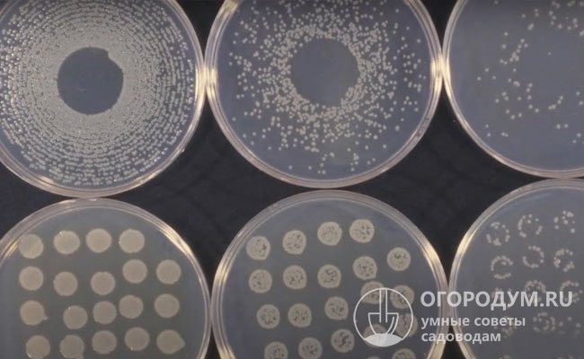 Впервые патоген был описан микробиологами из Японии в 60-х годах XX века