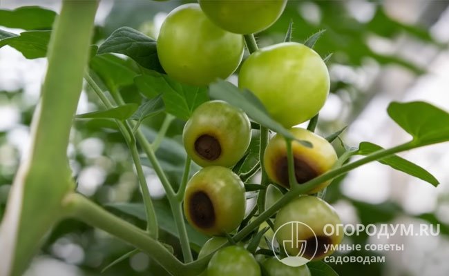 Вершинную гниль томата также называют верхушечной или апикальной – «обращённой кверху»