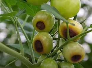 Вершинная гниль на томатах: причины и лечение