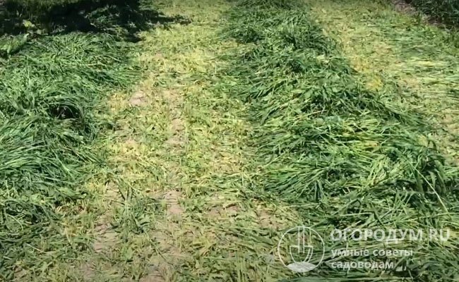 Срезанную траву используют для мульчирования грядок, приствольных кругов плодовых деревьев и кустарников