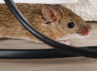 Как избавиться от мышей в доме: эффективные способы борьбы с грызунами
