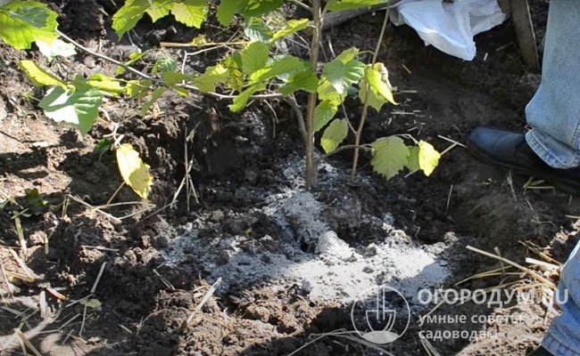 Внесенных в посадочную яму питательных веществ растению хватает на несколько лет, поэтому первую подкормку проводят не ранее чем через 3 года