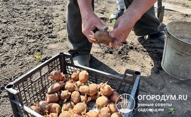 На подготовленных грядках посадку клубней и луковиц, посев семян проводят спустя 7-10 дней после заделки сидерата, высадку рассады – через 2 недели